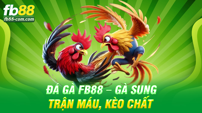 Đá gà Fb88 – Gà sung, trận máu, kèo chất